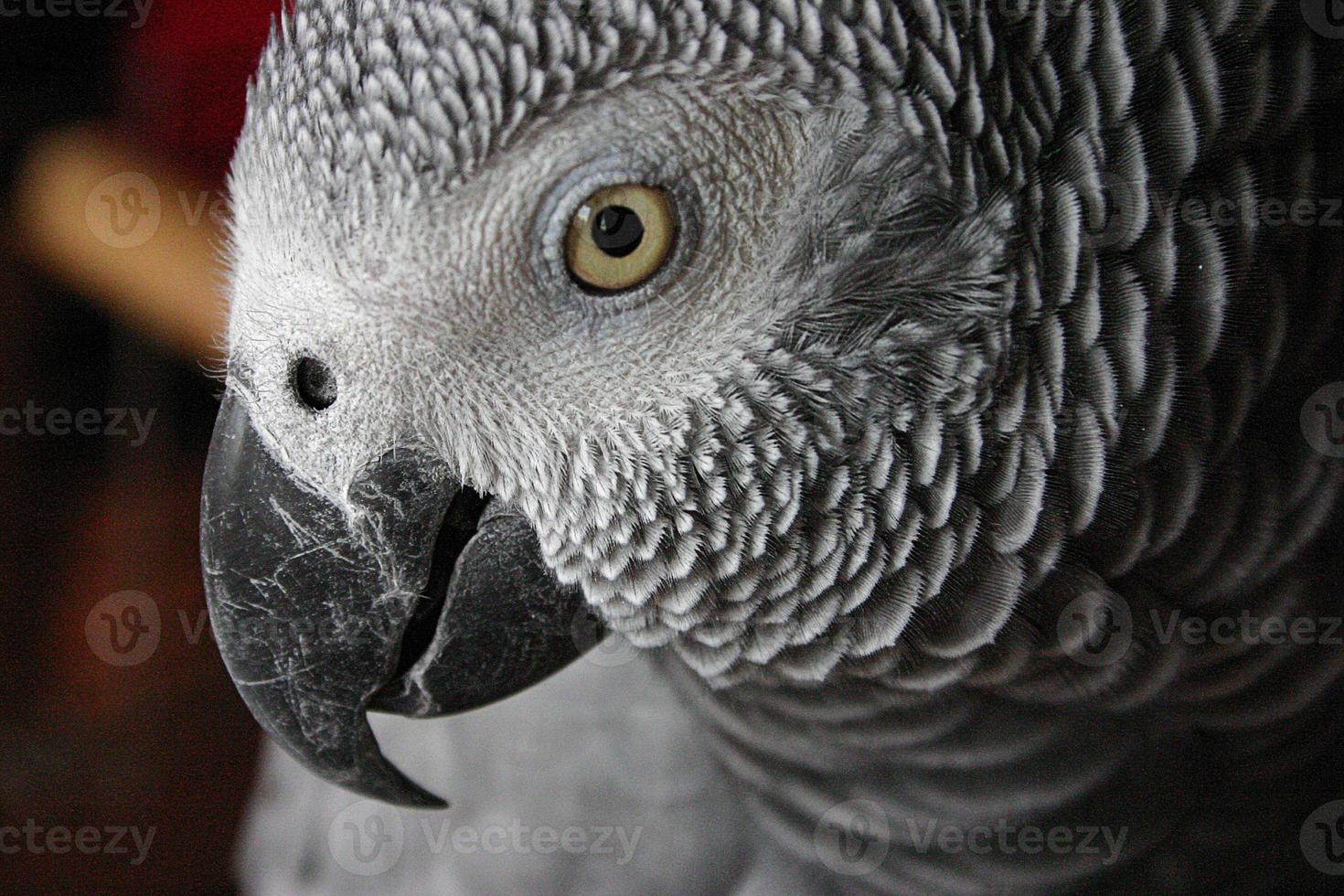 yaco loro gris - papagaio cinzento foto