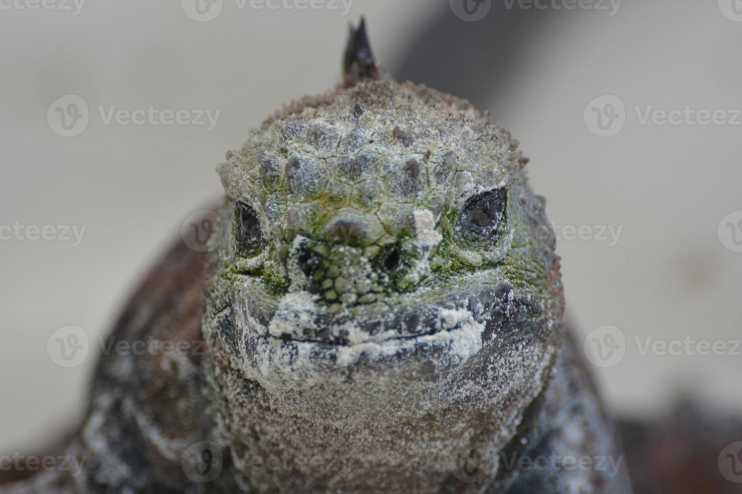 iguana marinha close-up foto