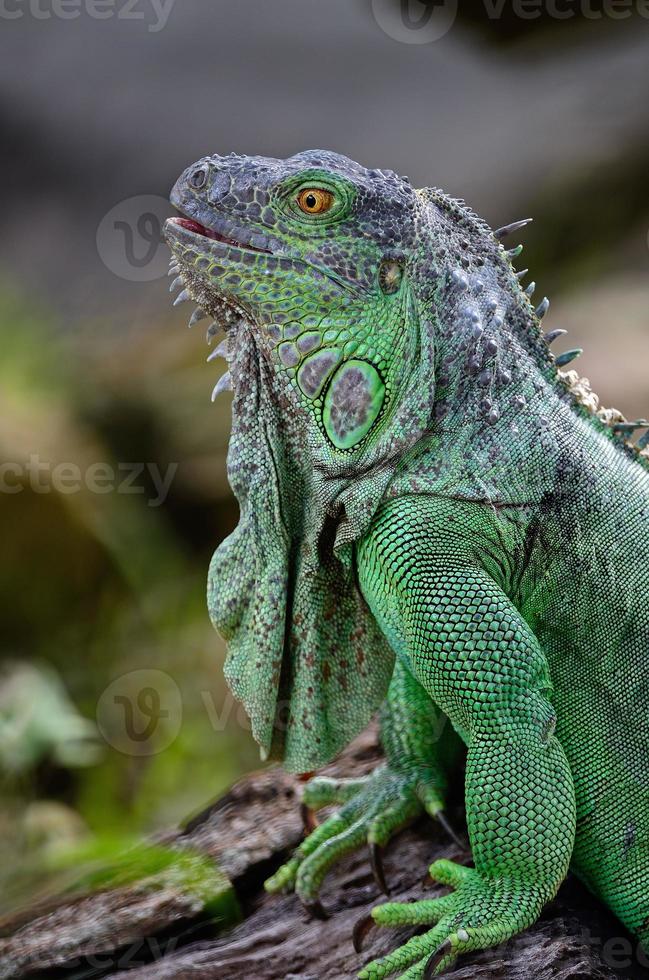 iguana verde feminina foto