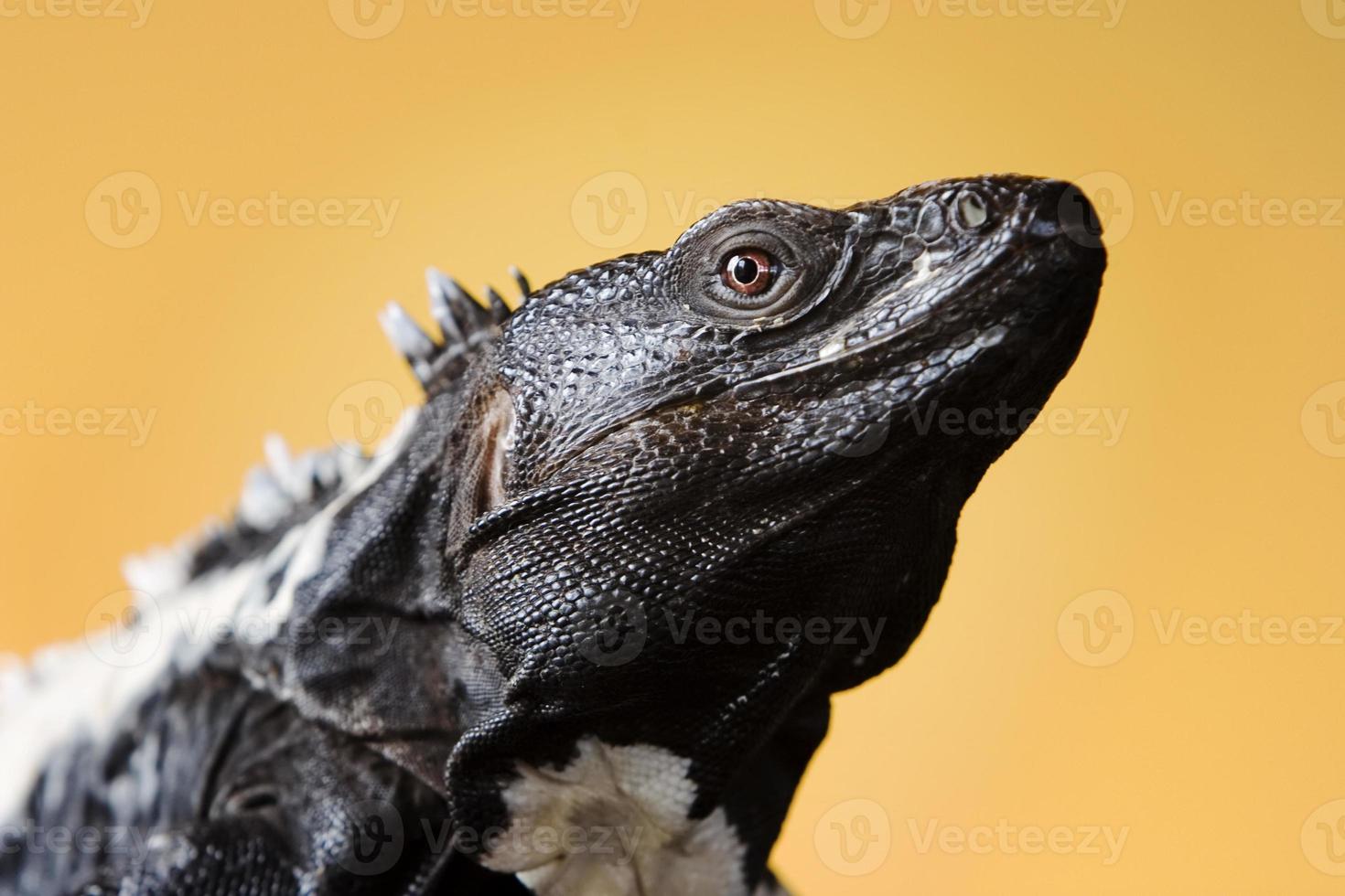 iguana de cauda espinhosa foto