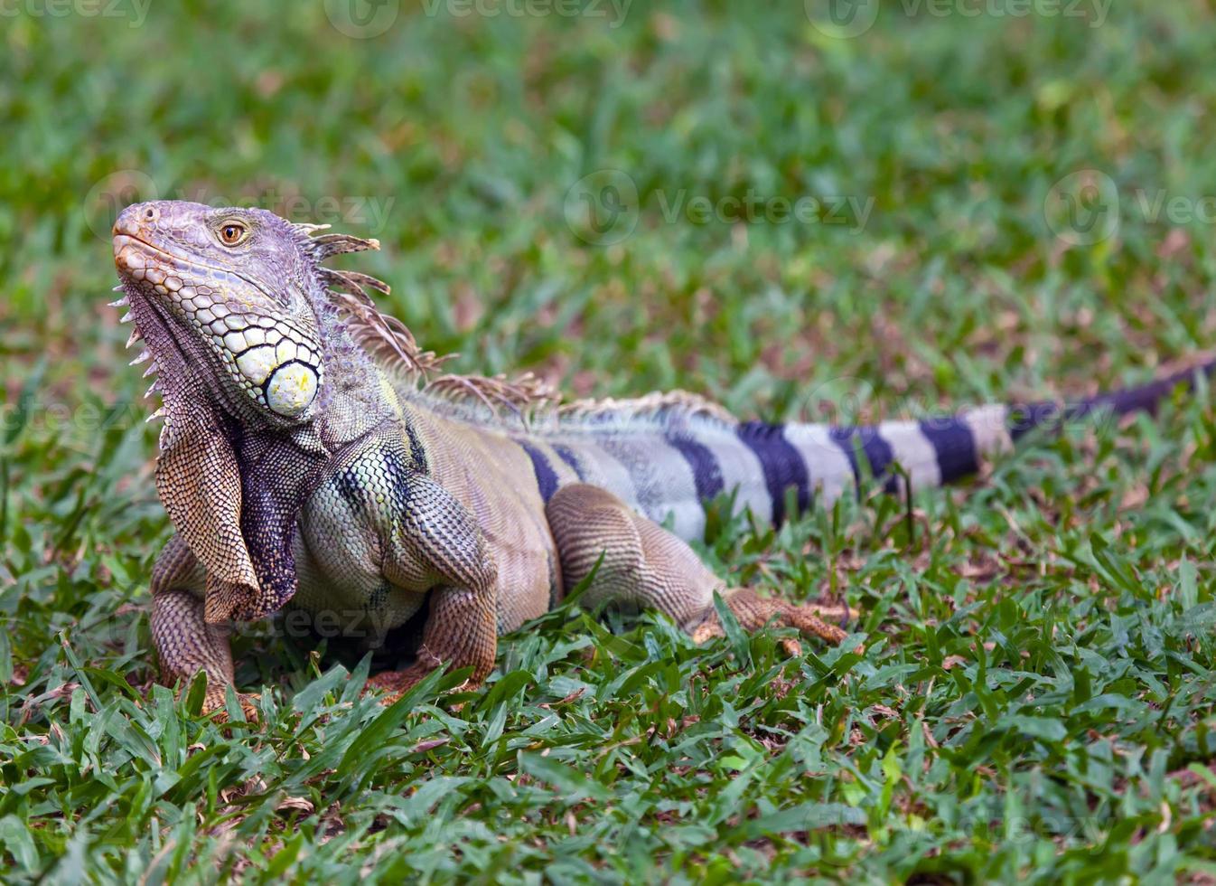iguana grande foto