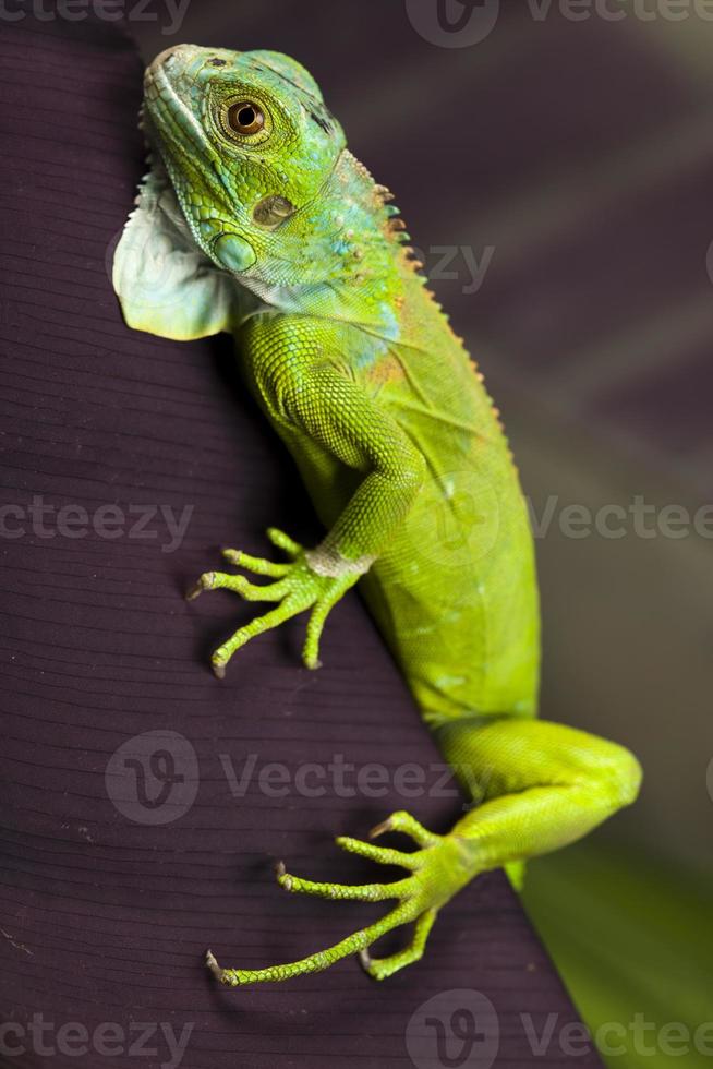 iguana em estado selvagem foto