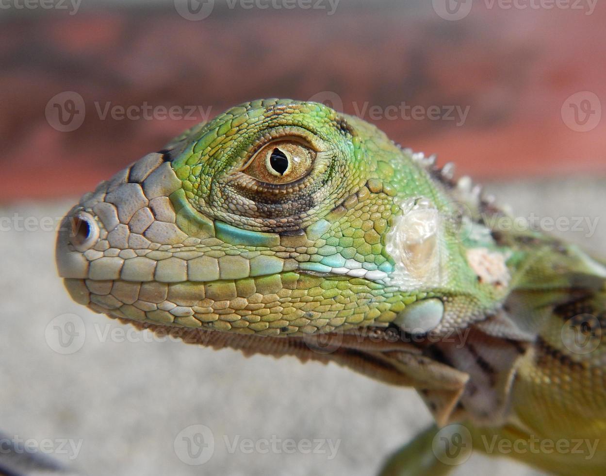 iguana verde juvenil foto