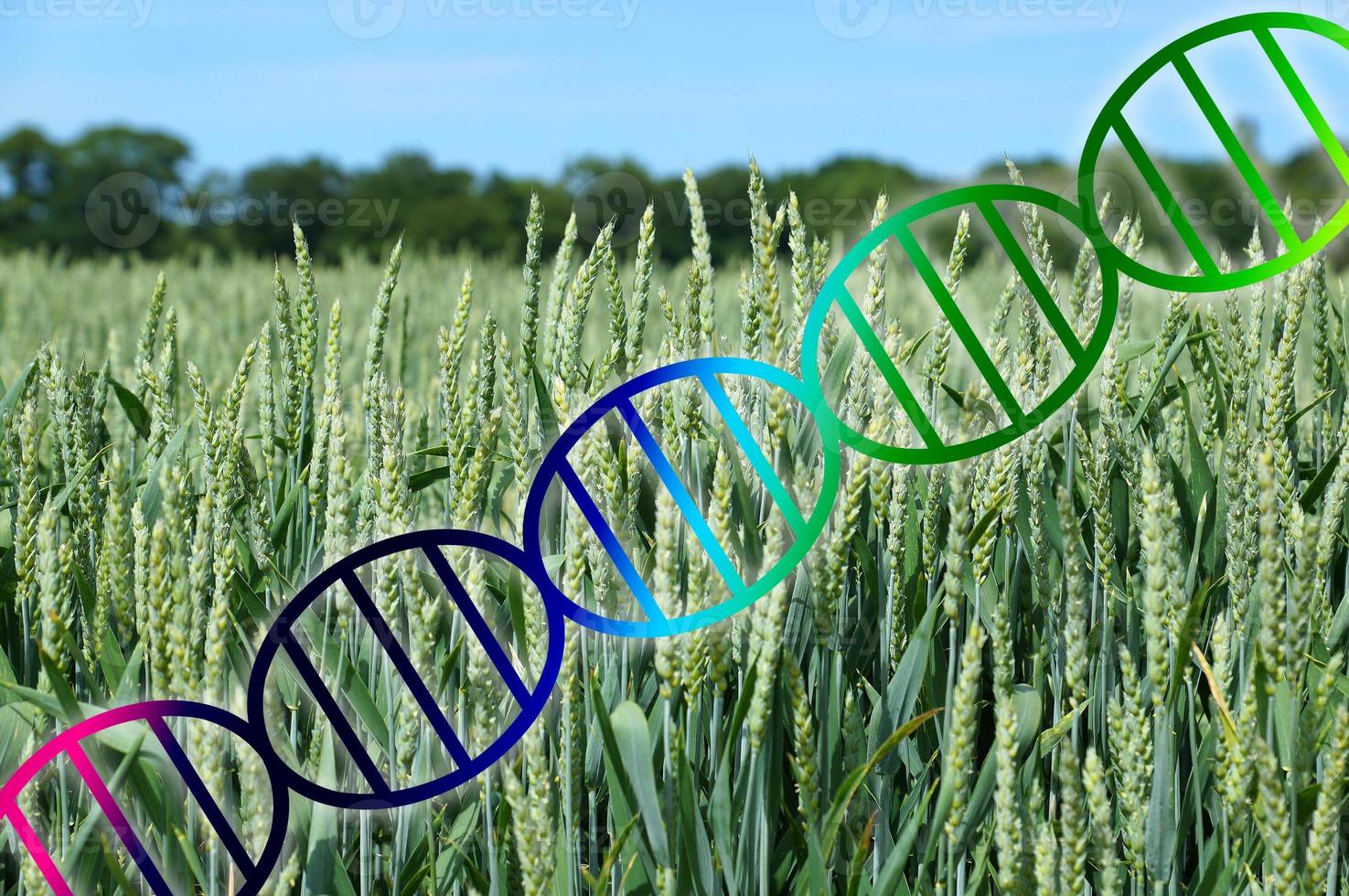 edição de genoma ou hélice de dna de engenharia genética sobre plantações de trigo foto