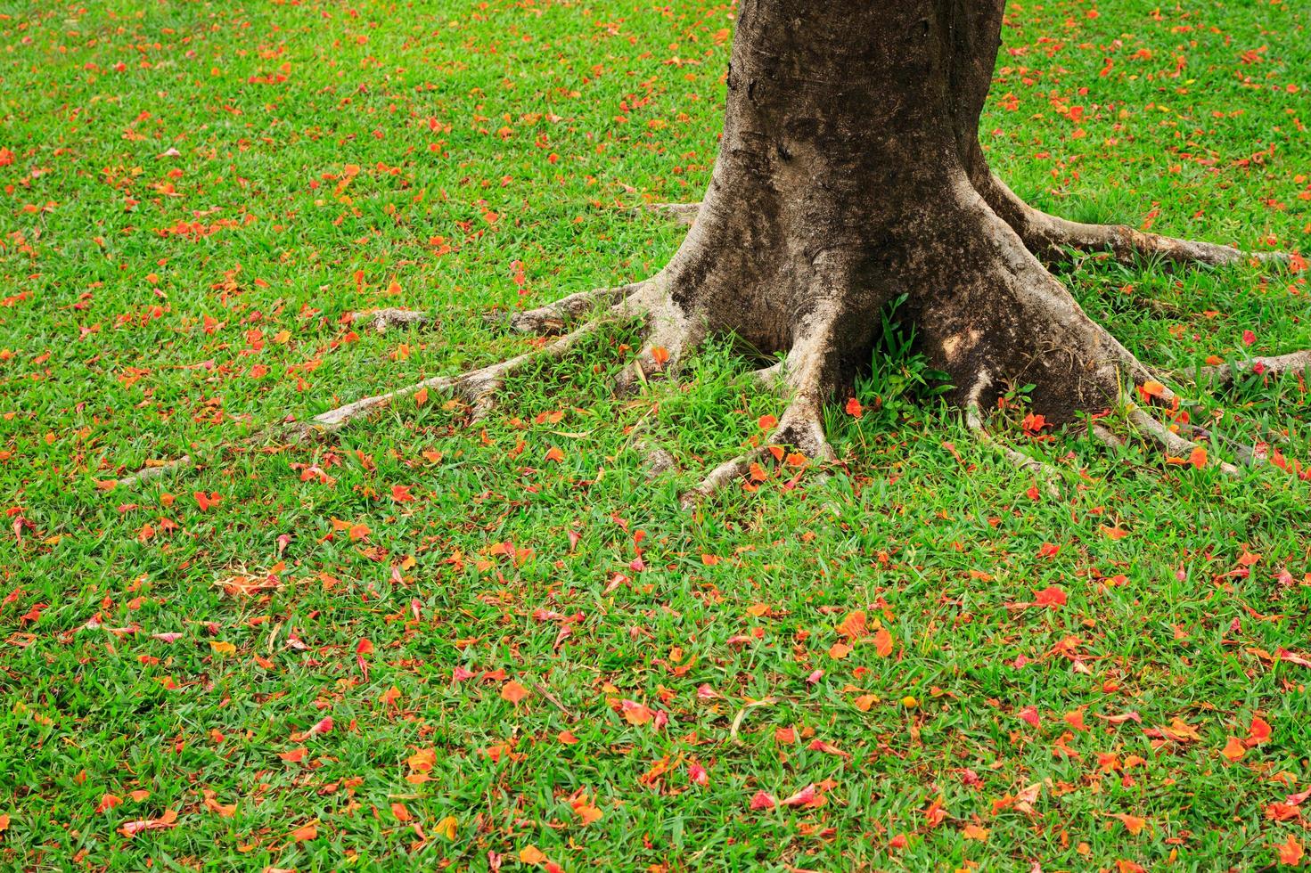 raiz de árvore em um gramado com flor de laranjeira foto