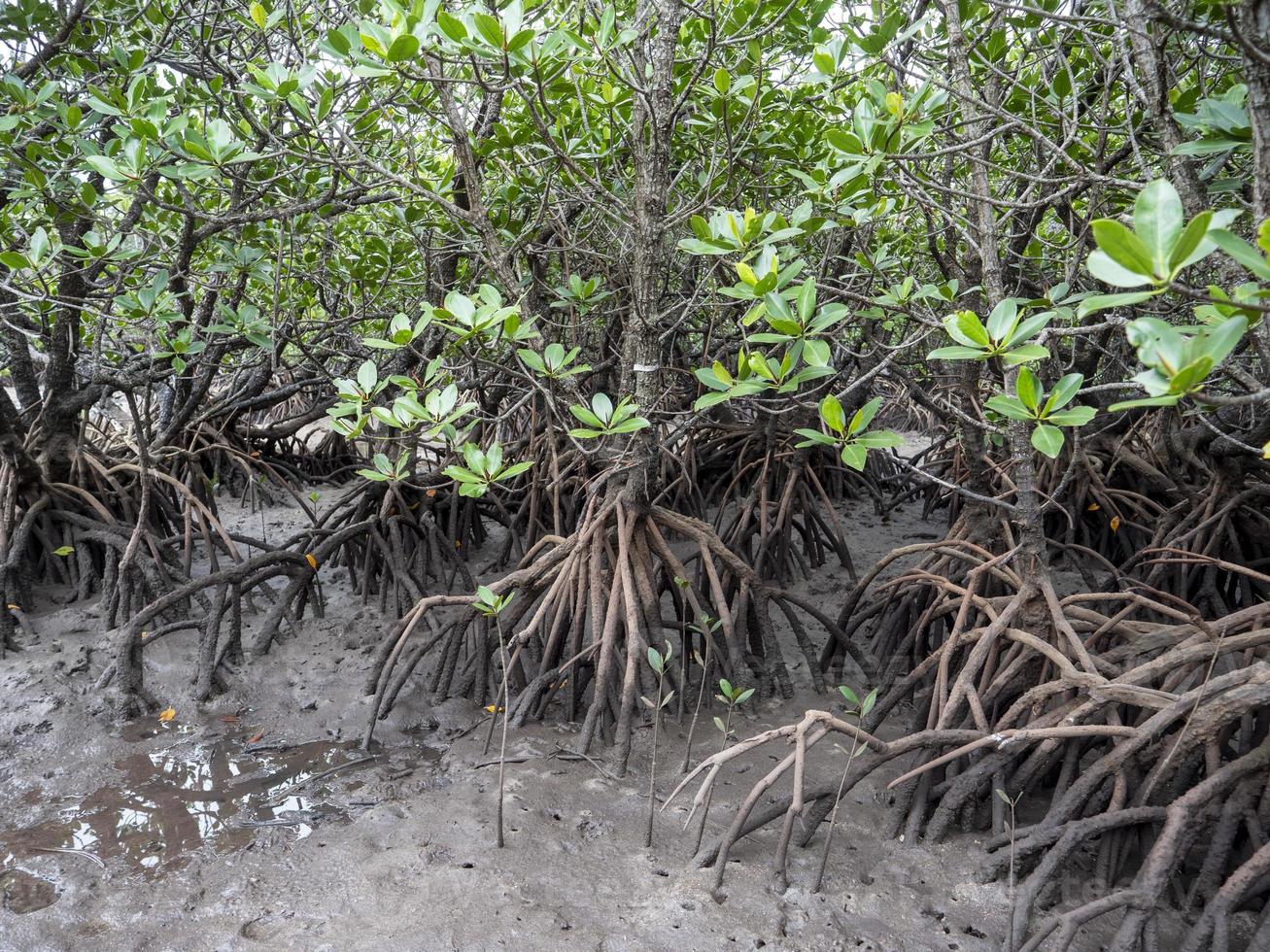 rhizophora mucronata, mangue de raiz de laço, mangue vermelho ou mangue asiático em ishigaki, okinawa, japão foto