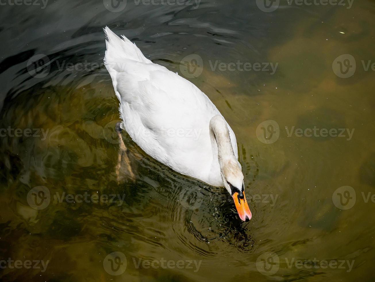 cisne nadando no lago foto