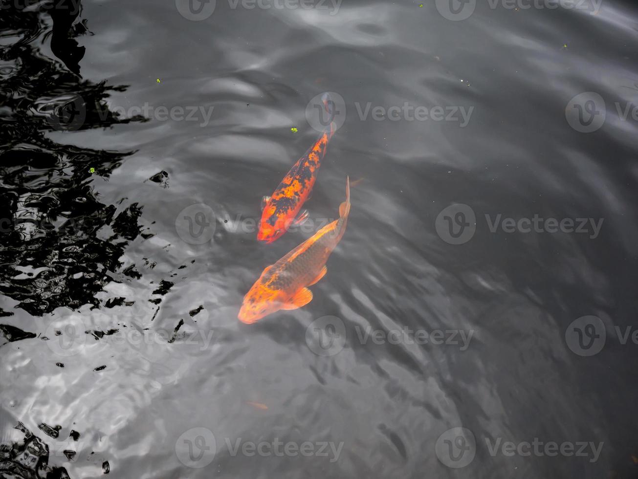 peixe koi na lagoa koi no jardim foto