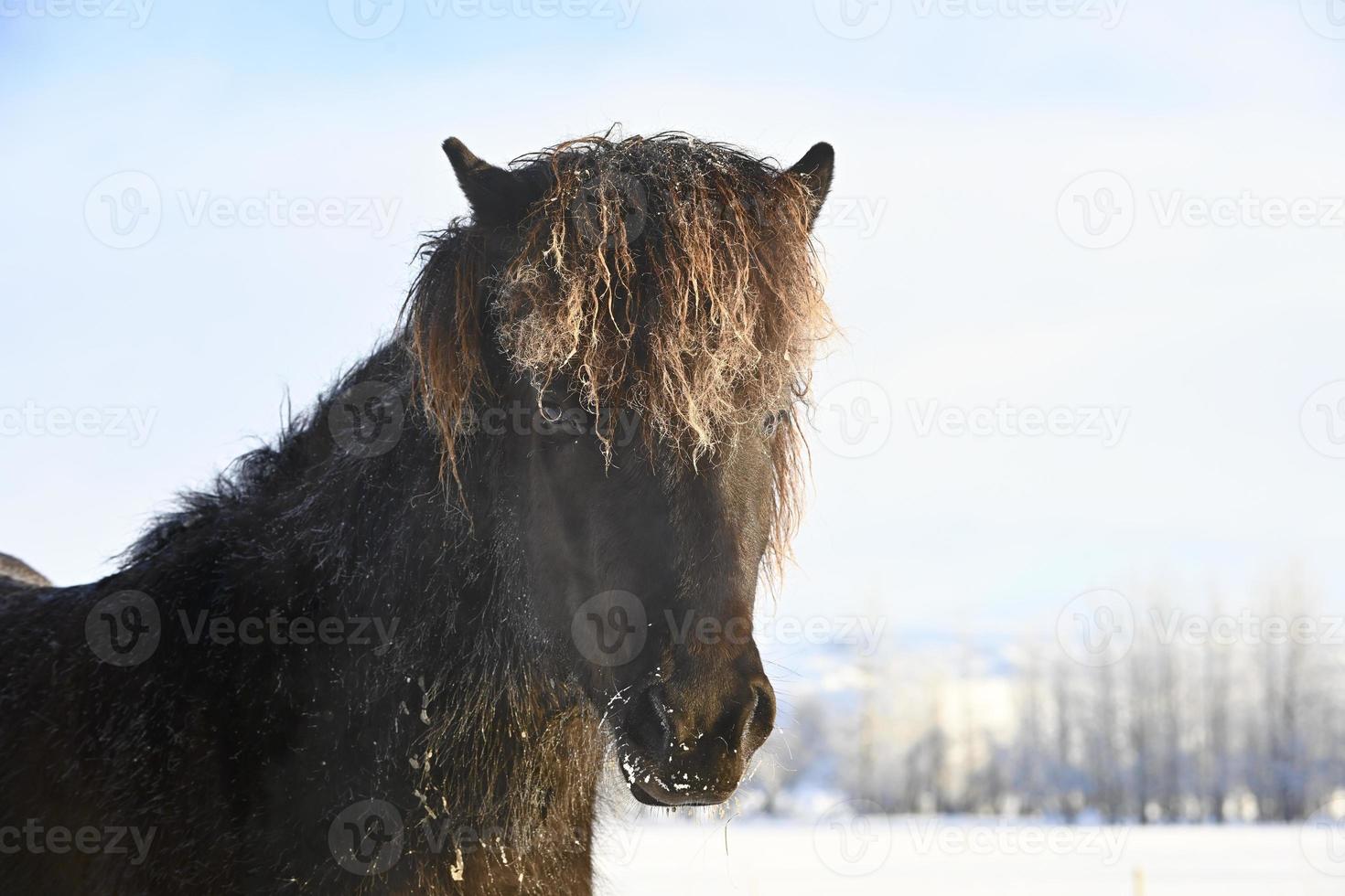 cavalo pônei islandês foto