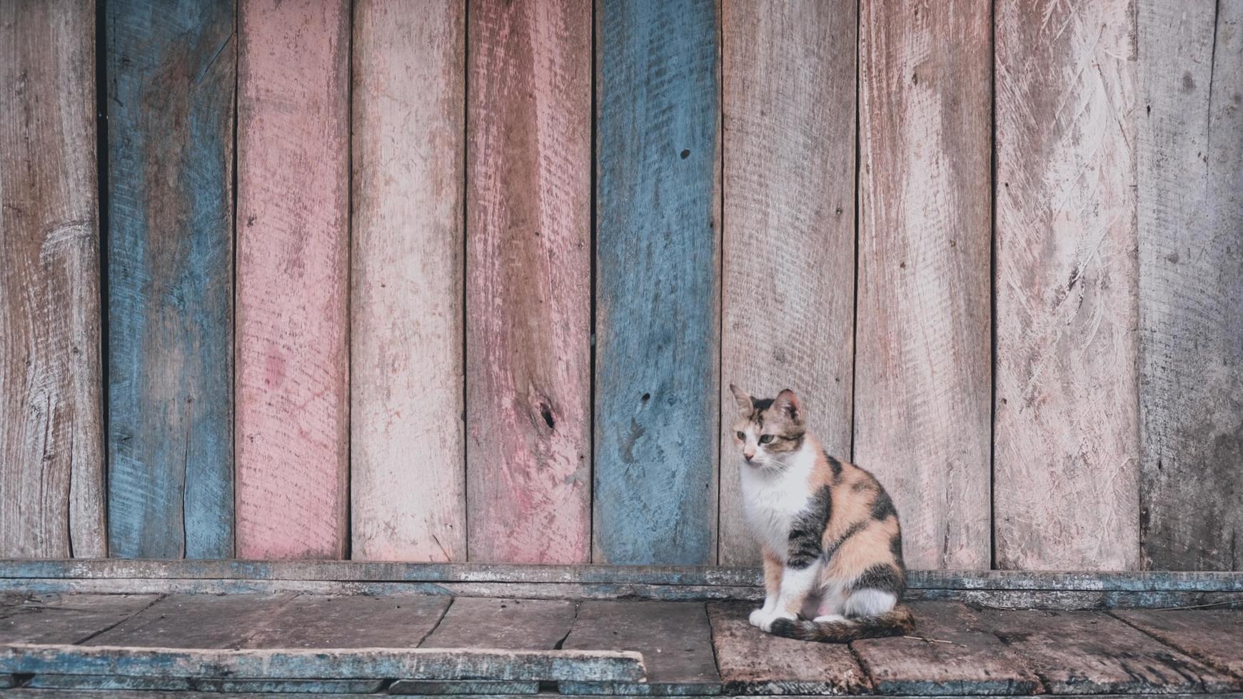 um gato está sentado pensativo em frente a uma loja fechada foto