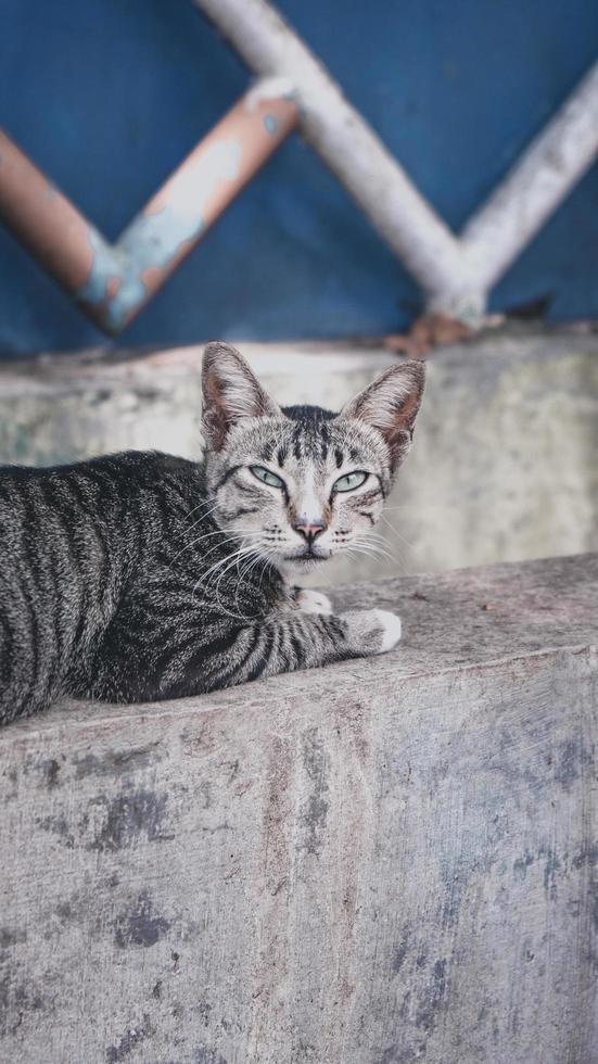 um gato cinza foto