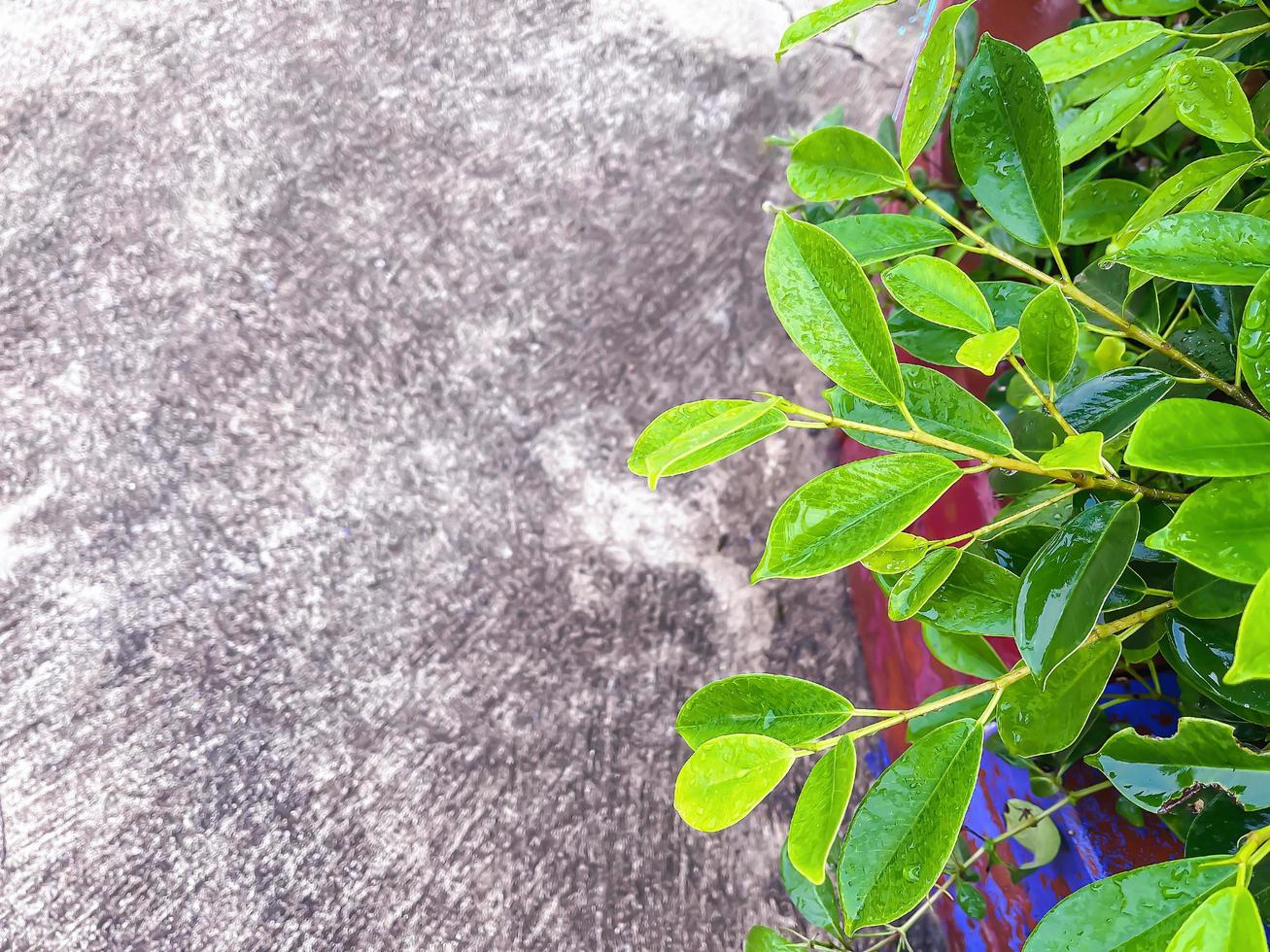 folhas verdes frescas com gota de água nas folhas depois de chover ou regar no chão de concreto, molhar a pequena folha verde. conceito de fundo natural. foto