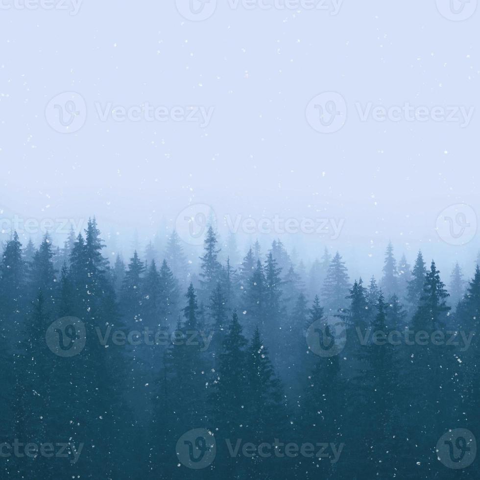 floresta de pinheiros de inverno com neve foto