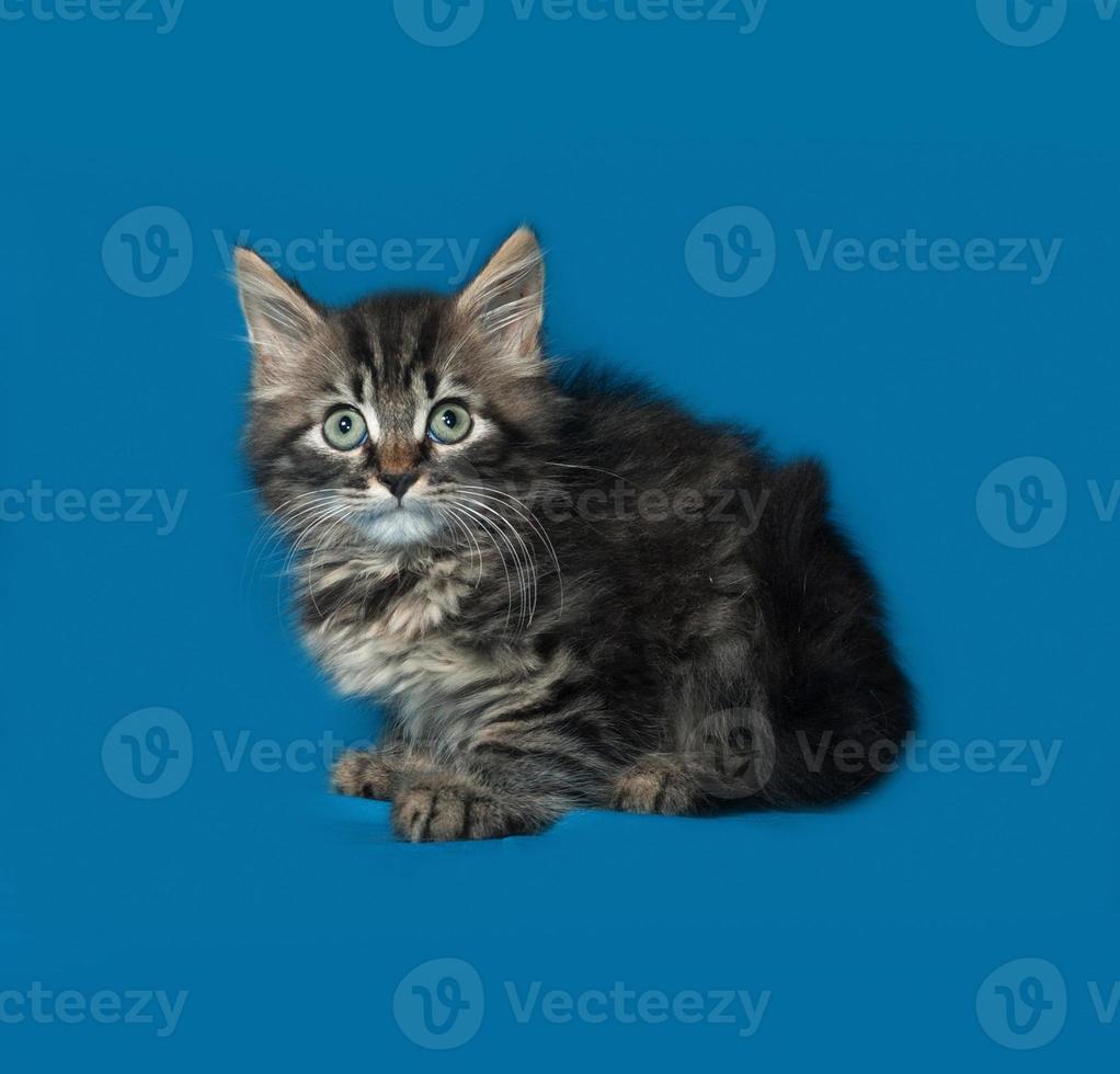 gatinho malhado fofo siberiano sentado no azul foto