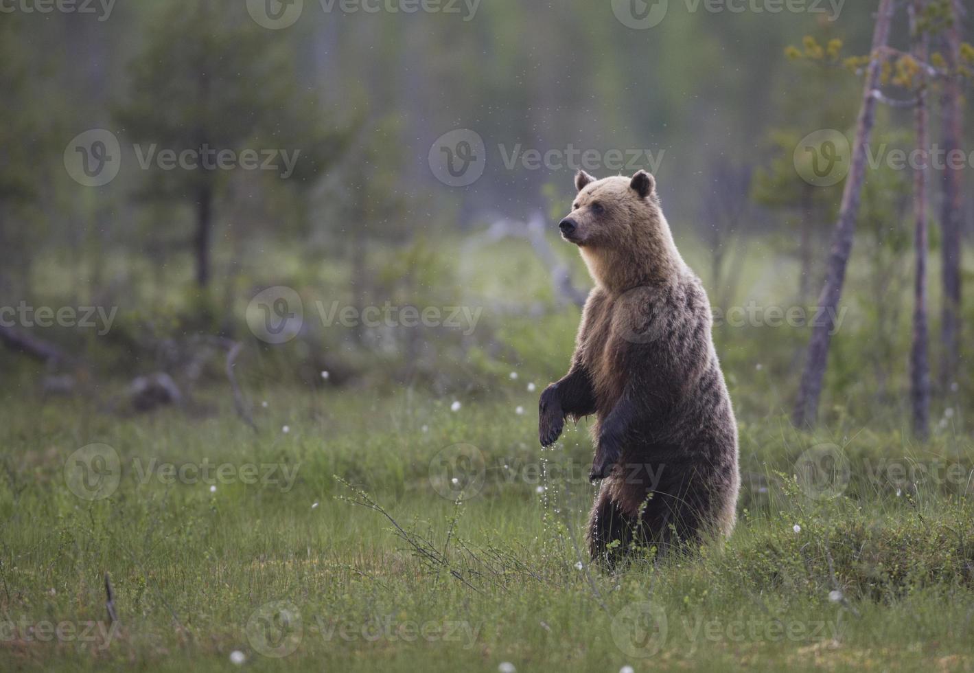 urso-pardo, ursus arctos foto