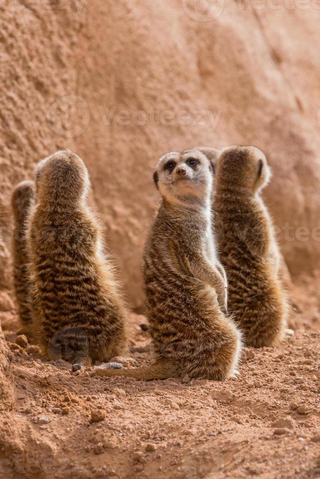 grupo de suricatos sentado foto