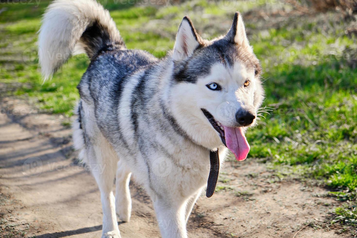 retrato de um cão husky siberiano com olhos multicoloridos em um parque natural. foto