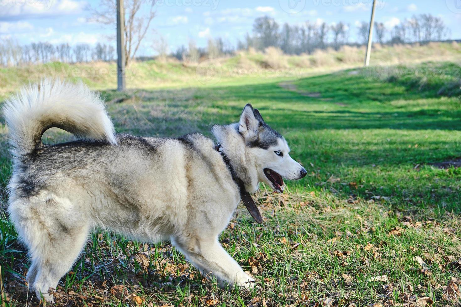 cão raça husky no parque na grama verde na primavera em um clima brincalhão. foto
