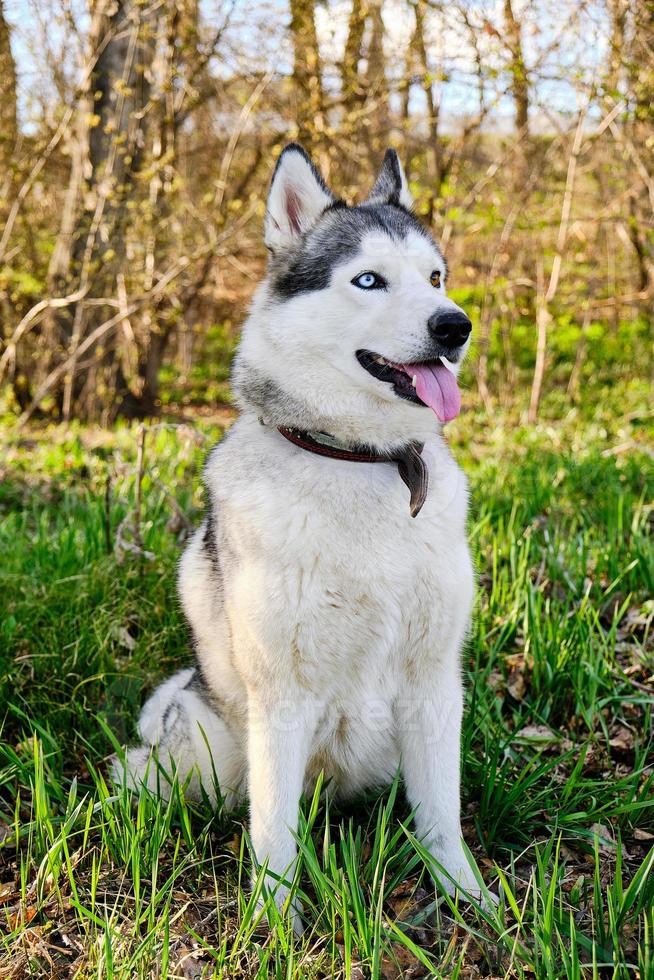 cão husky de raça pura senta-se no gramado com a língua de fora. foto