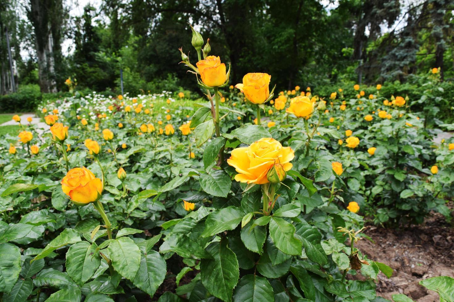 canteiro de flores com lindas rosas amarelas e de chá foto