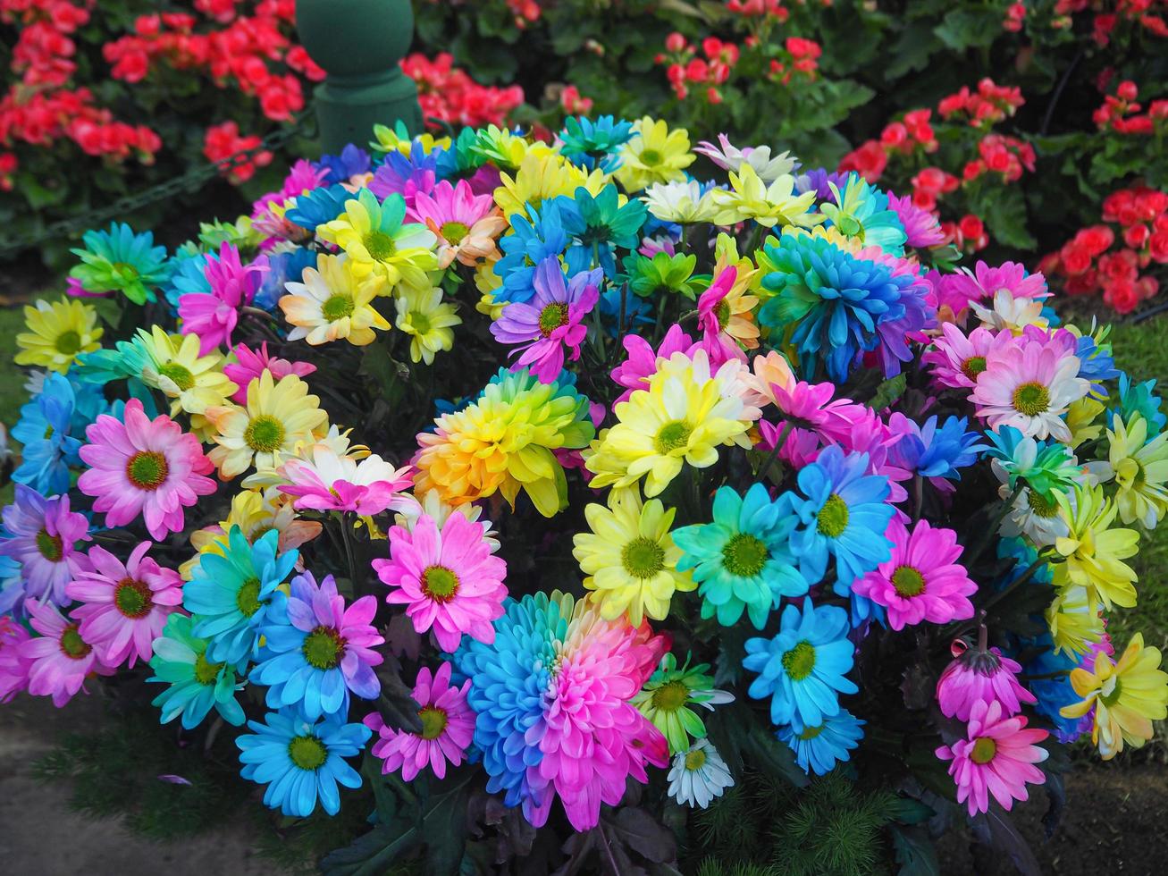 linda de padrão de flores margaridas multicoloridas foto