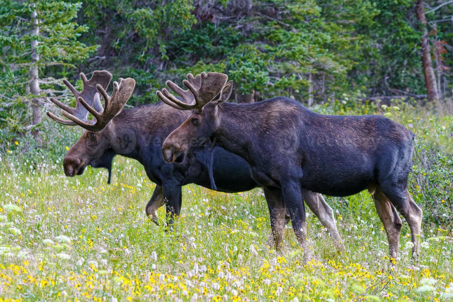 alce nas montanhas rochosas do colorado. dois touros em um campo de flores silvestres. foto