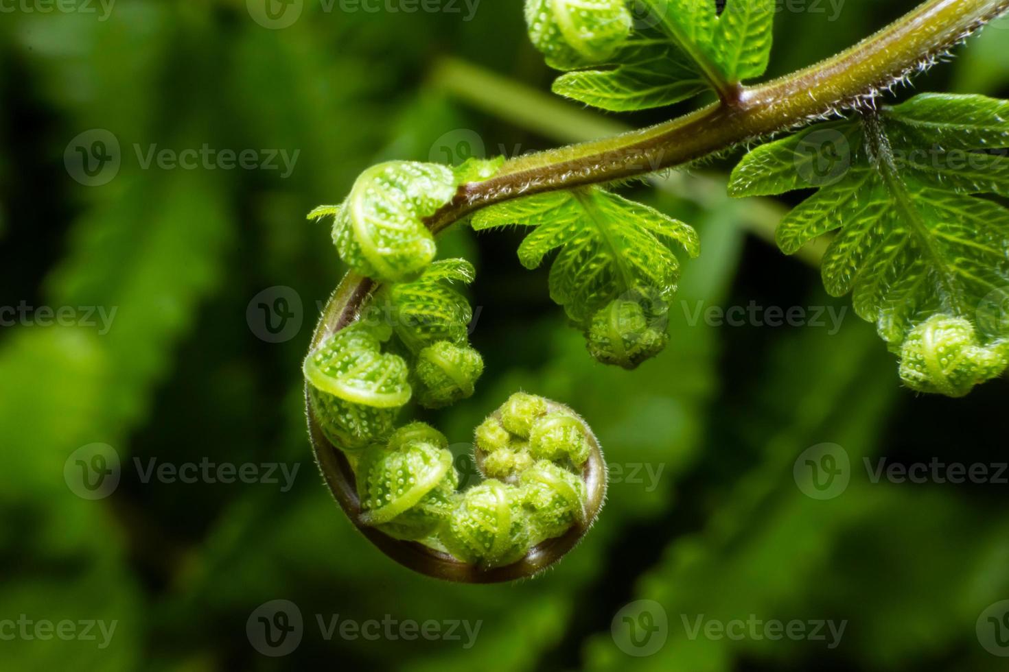 feche a espiral das folhas foto