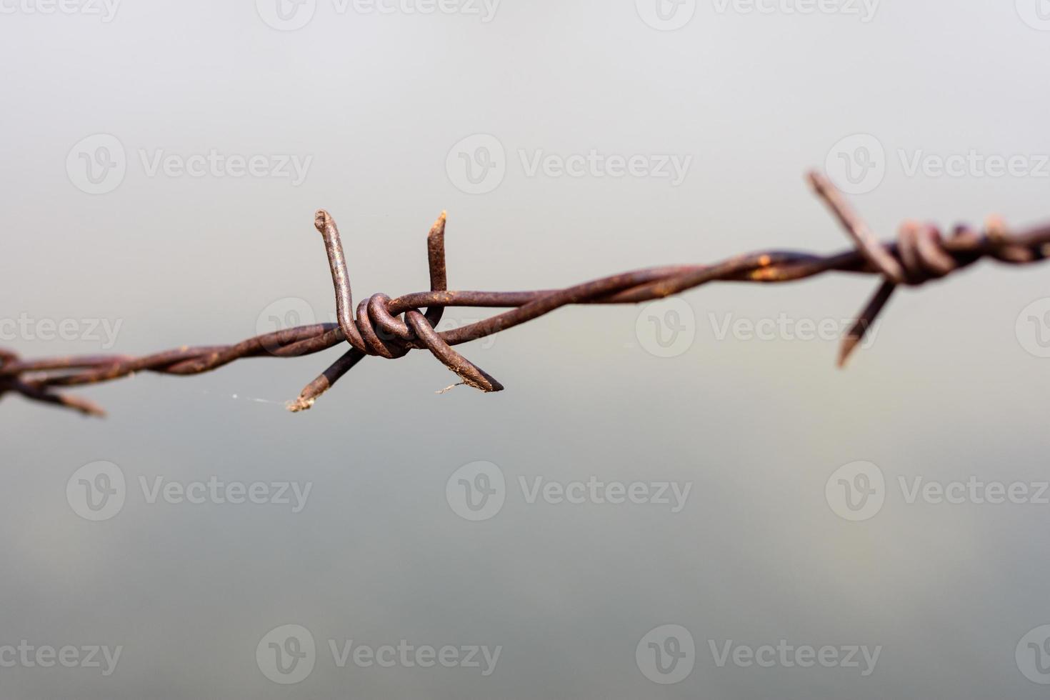 fechar a velha cerca de arame farpado e formiga foto