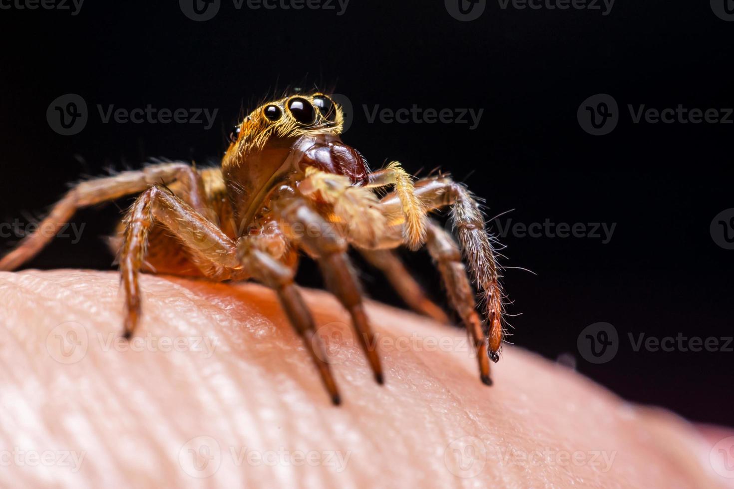 fechar aranhas pulando na mão foto