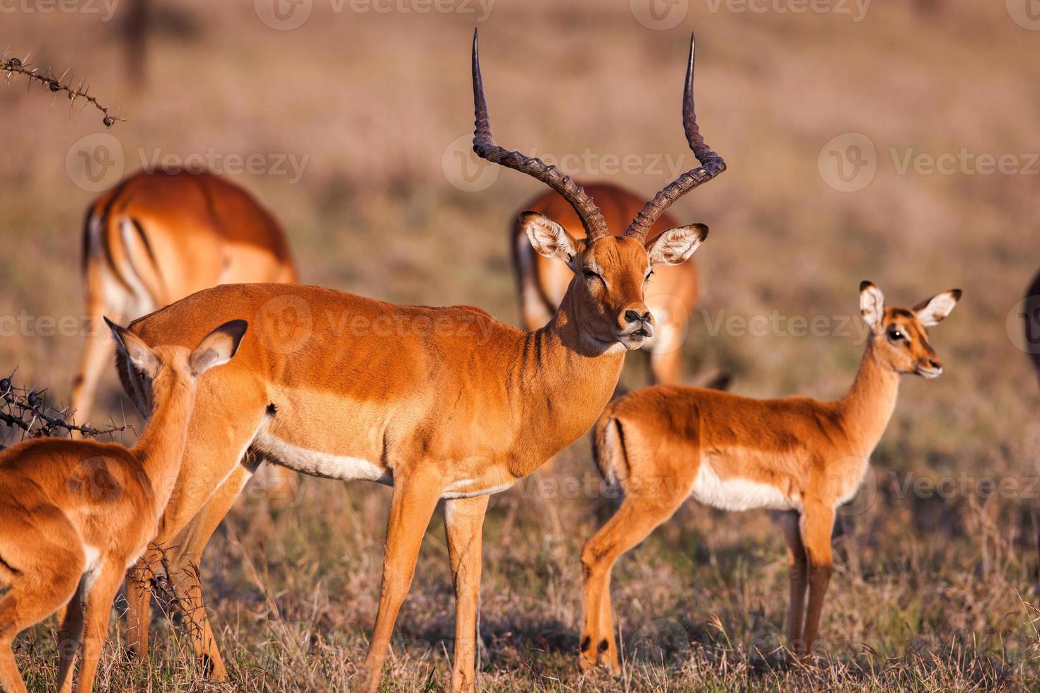 antílope da impala andando na grama paisagem, África foto