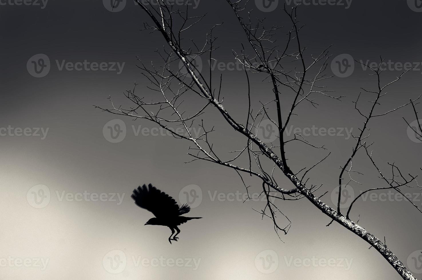 silhueta de um corvo na árvore foto