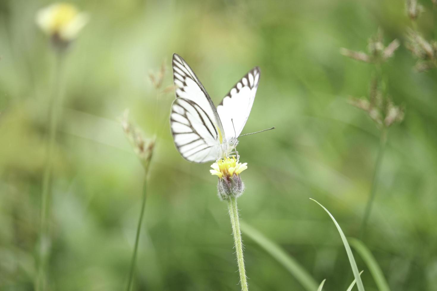 borboleta em flores silvestres no campo de verão, belo inseto na natureza verde turva fundo, vida selvagem no jardim primavera, ecologia paisagem natural foto