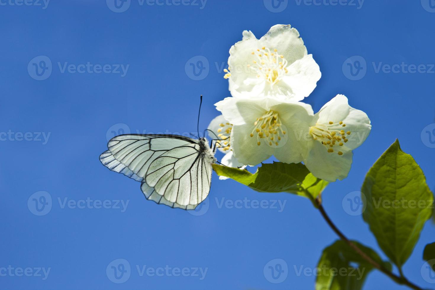 uma borboleta branca com um belo padrão na asa de uma flor branca. fechar-se. foto