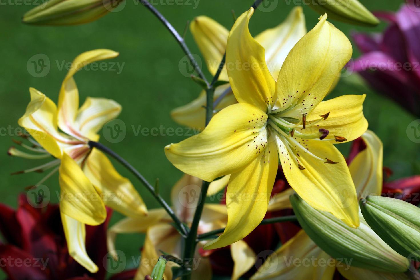 grandes flores de lírio são vermelhas, amarelas, no parque, em um dia ensolarado, em um fundo de grama verde, foto