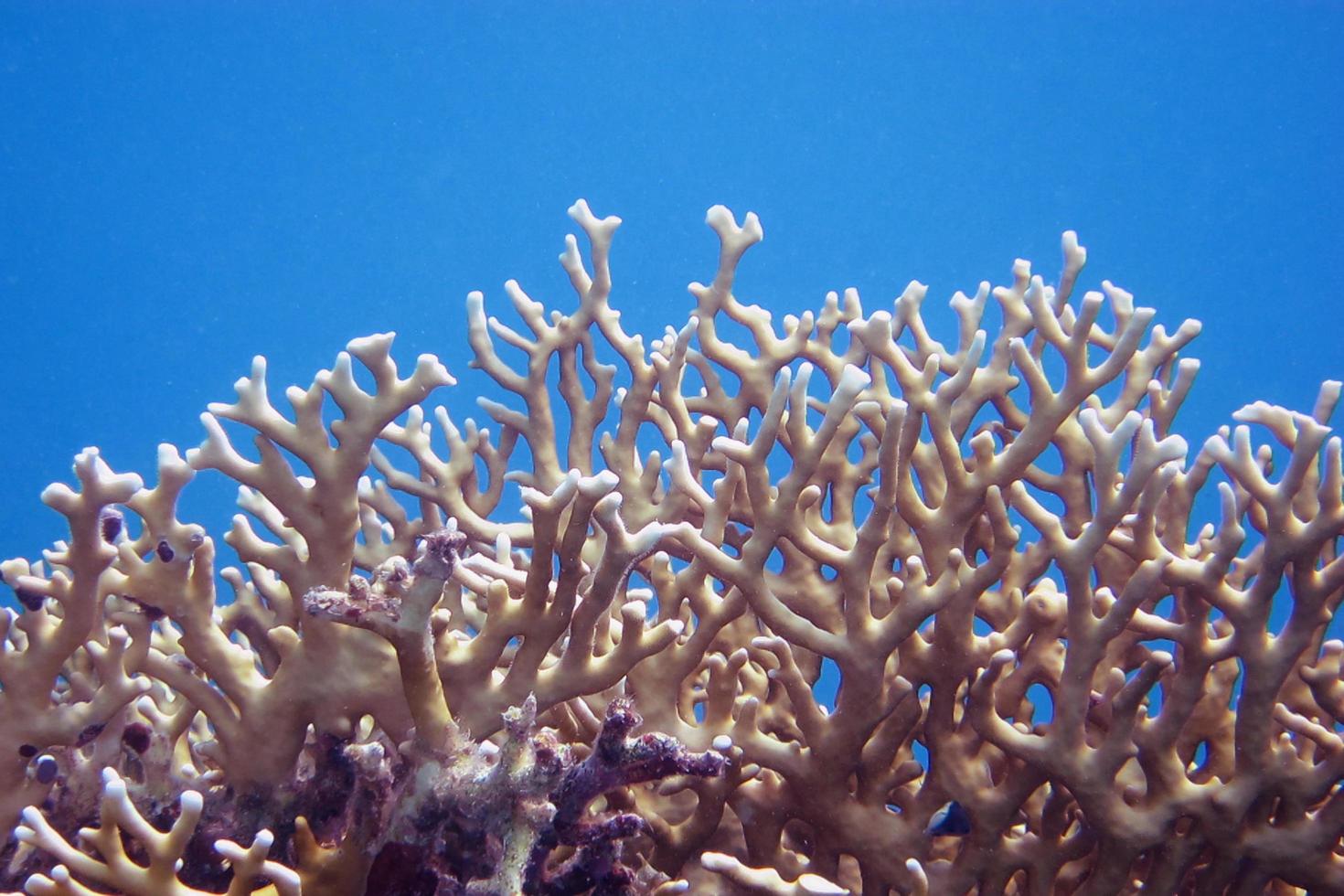 grande coral e água azul foto