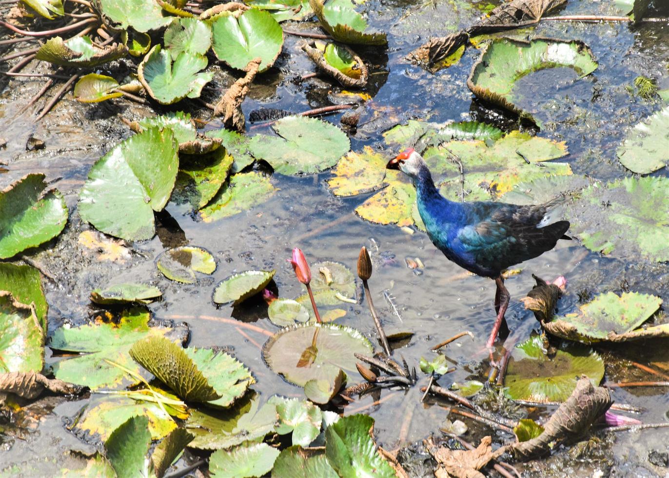 pássaros vadeando em folhas de lótus no lago talenio, phatthalung foto