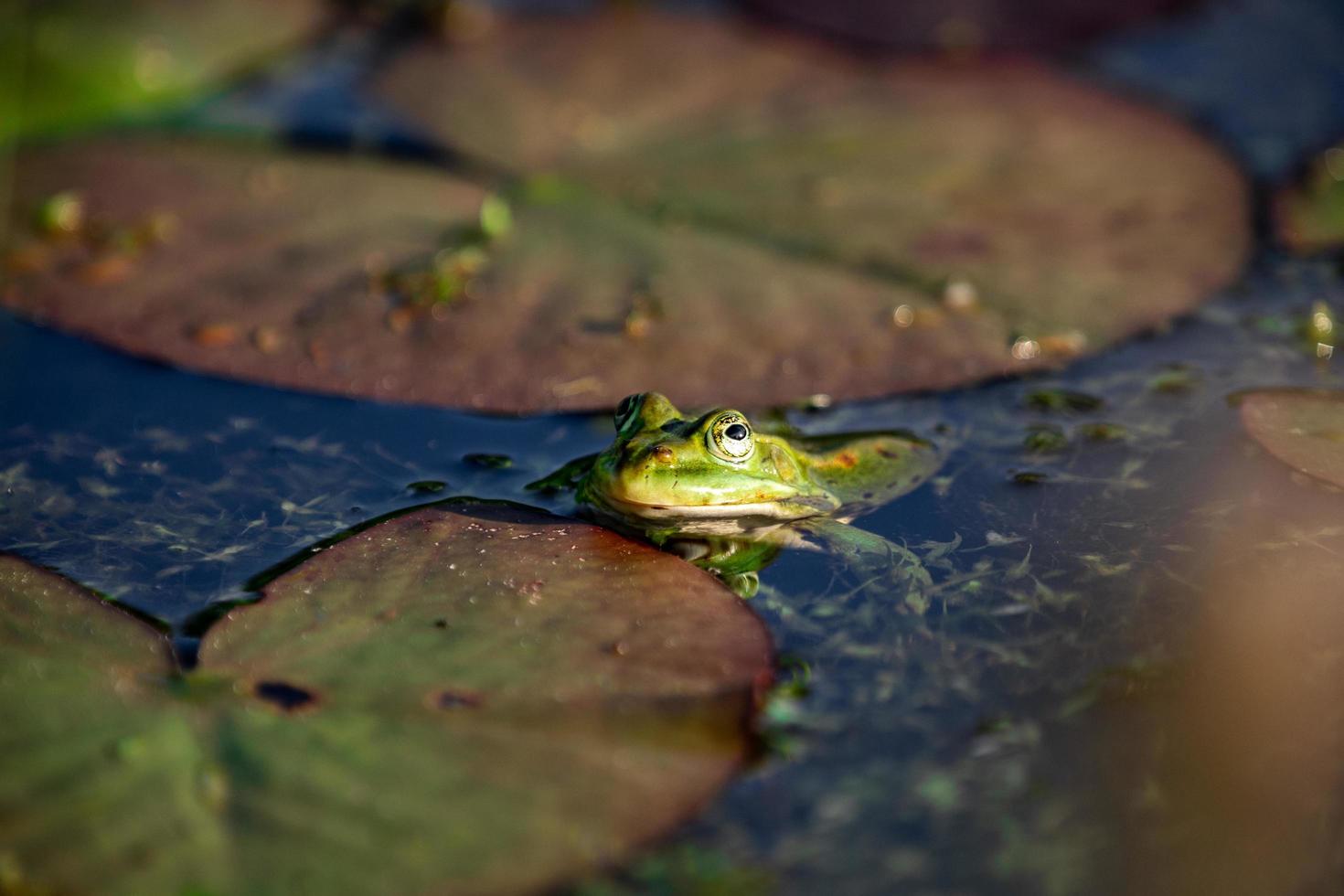 sapo verde em uma lagoa foto