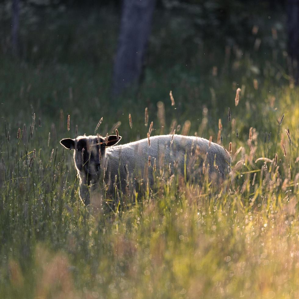 ovelhas em um prado ao amanhecer foto