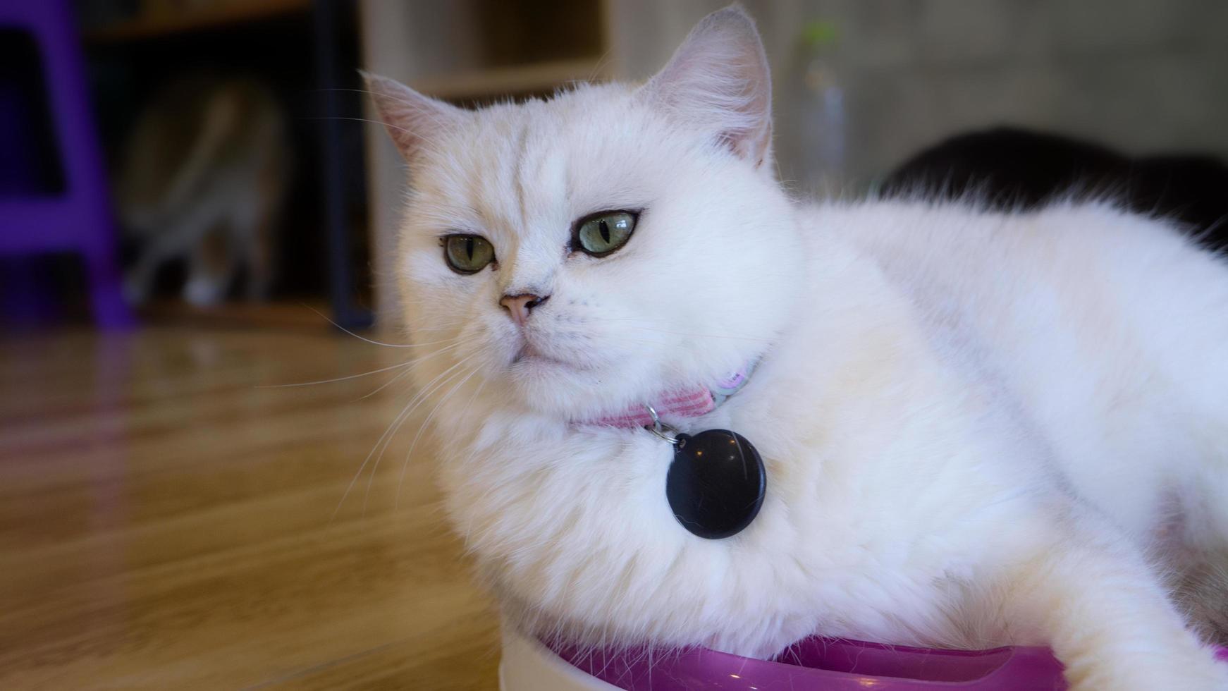 um lindo gato doméstico está descansando em uma sala quente e leve, um gato cinza de cabelo curto com olhos verdes, olhando para a câmera foto