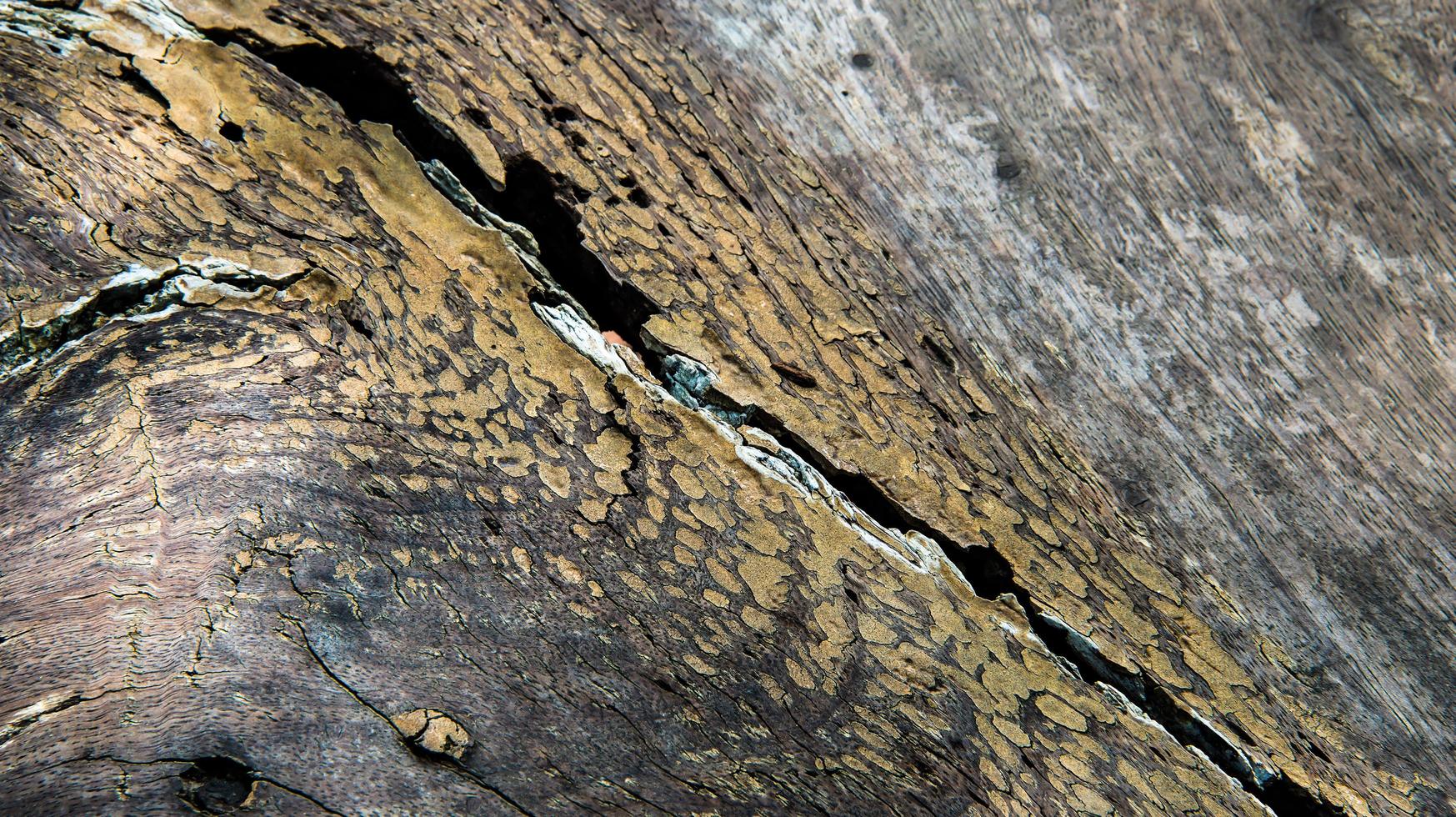textura de madeira rachada foto