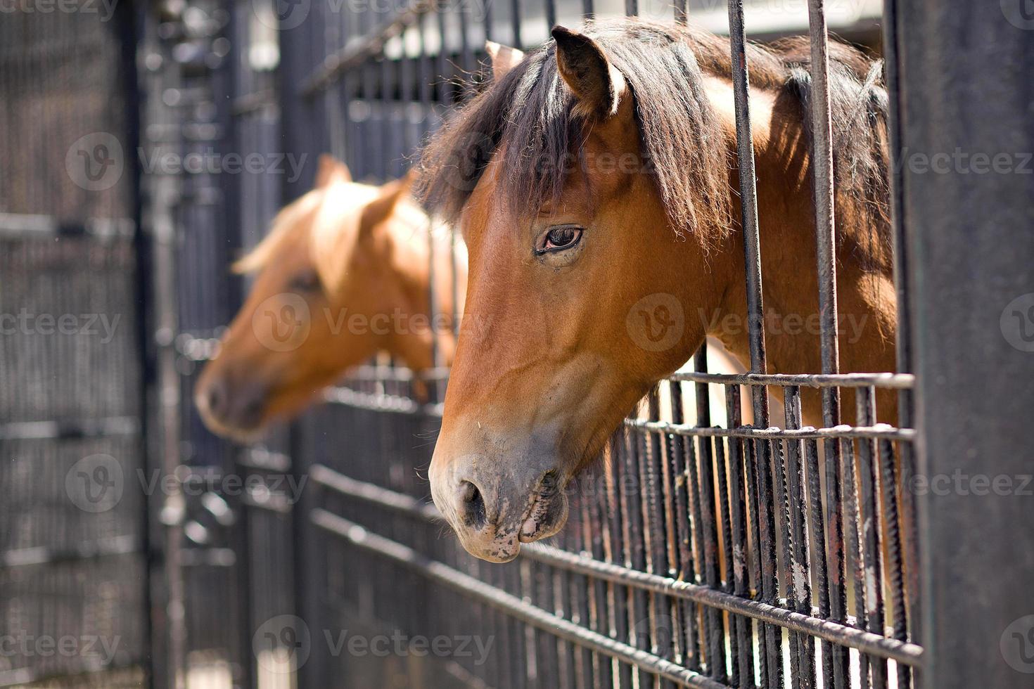 dois cavalos enfiaram a cabeça para fora do curral. olhar triste de um cavalo. close-up de cavalo triste. ao fundo, o segundo cavalo é indistinto foto