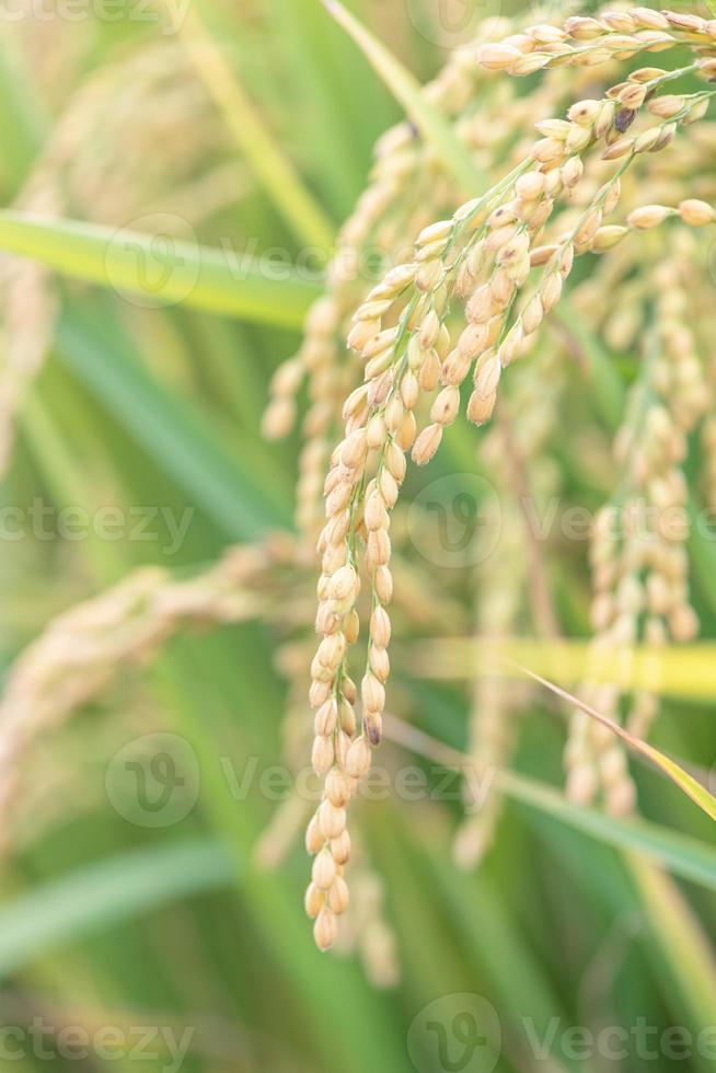 campo de arroz amarelo balançando durante o dia do pôr do sol na ásia. talo de colheita de arroz de grão curto cru, detalhes de orelhas, conceito de agricultura de agricultura orgânica, close-up. foto