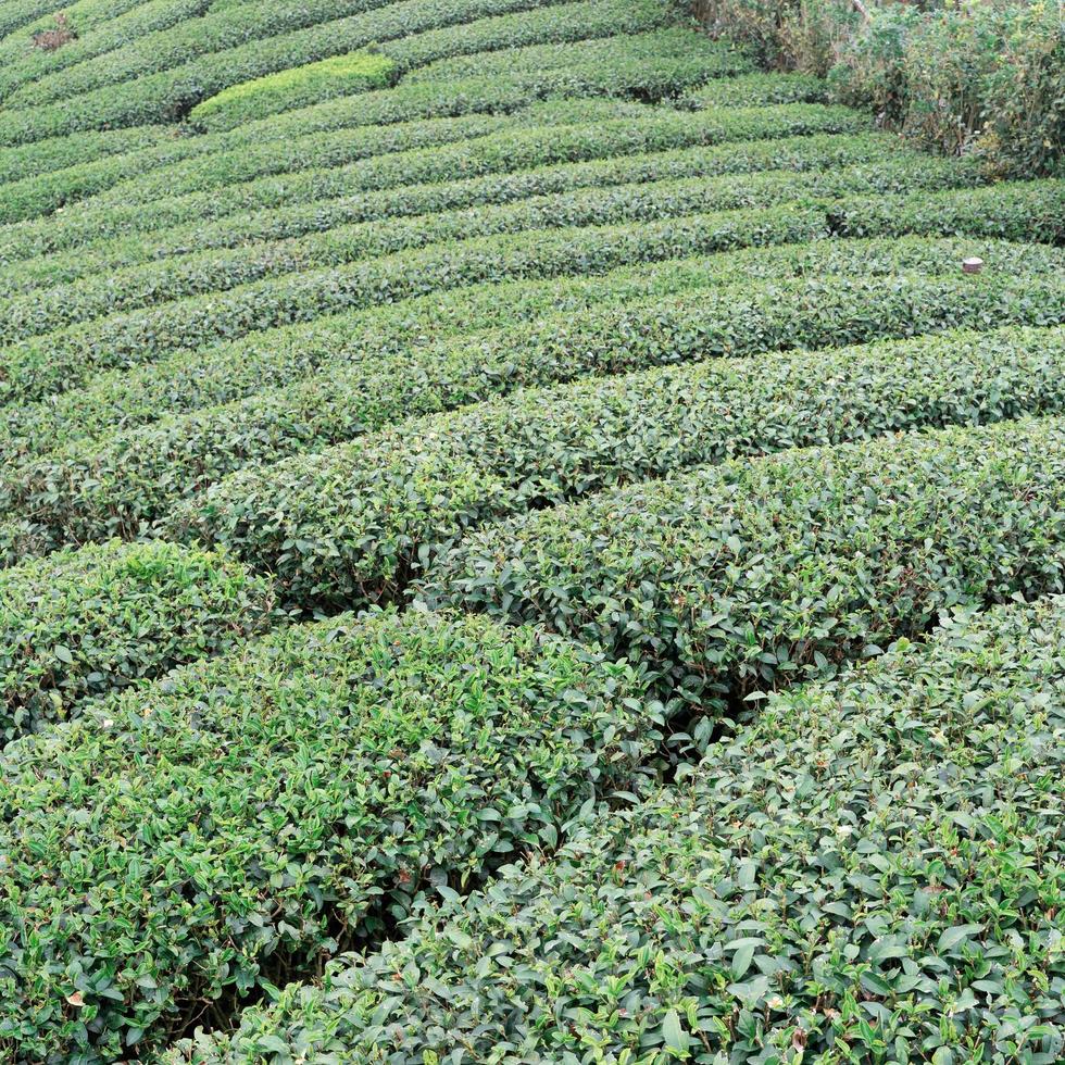 bela cena de linhas de jardim de colheita de chá verde com céu azul e nuvem, conceito de design para o fundo do produto de chá fresco, espaço de cópia. foto