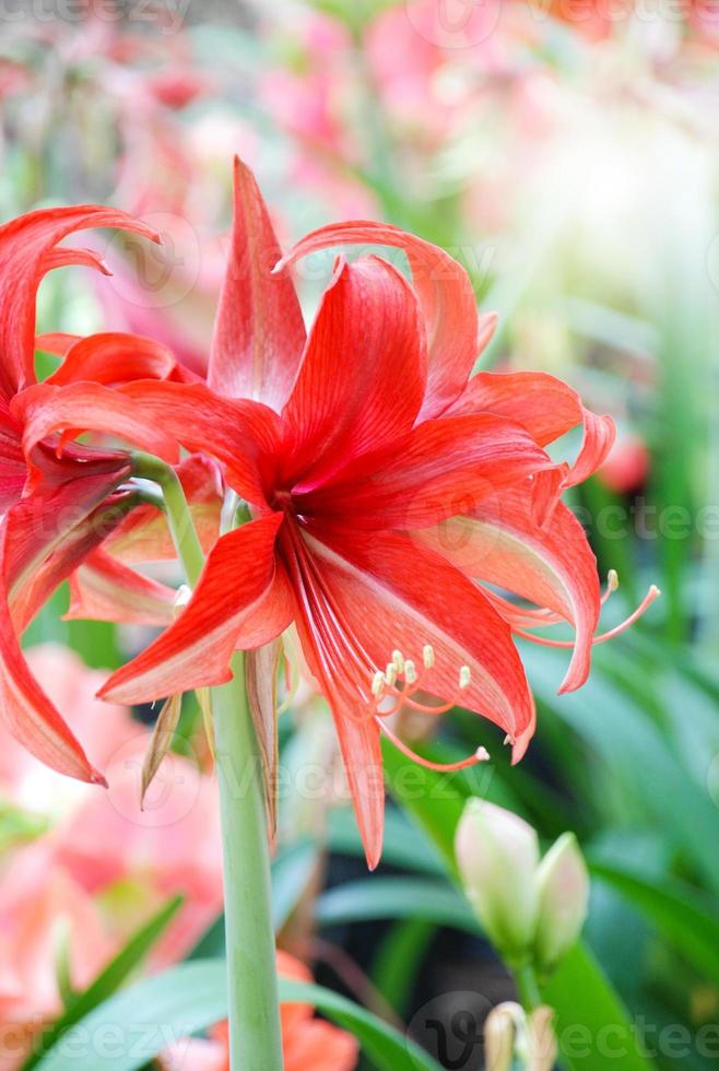 flor de amarylis, plena floração em um jardim botânico tropical. hippeastrum amaryllis foto