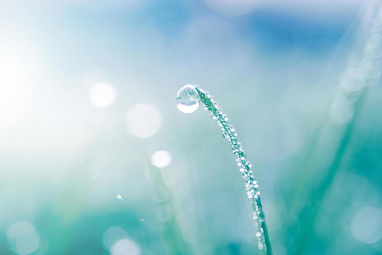 gota de chuva na folha de grama na primavera em dias chuvosos foto