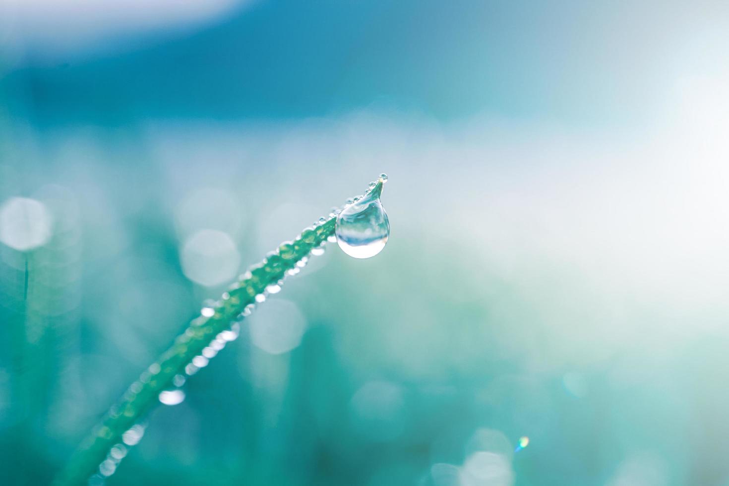 gota de chuva na folha de grama na primavera em dias chuvosos foto