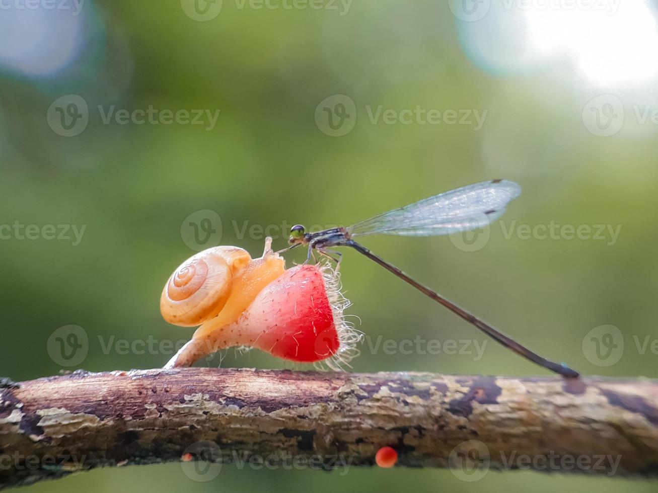 caracóis em cogumelos e libélulas contra um fundo natural foto