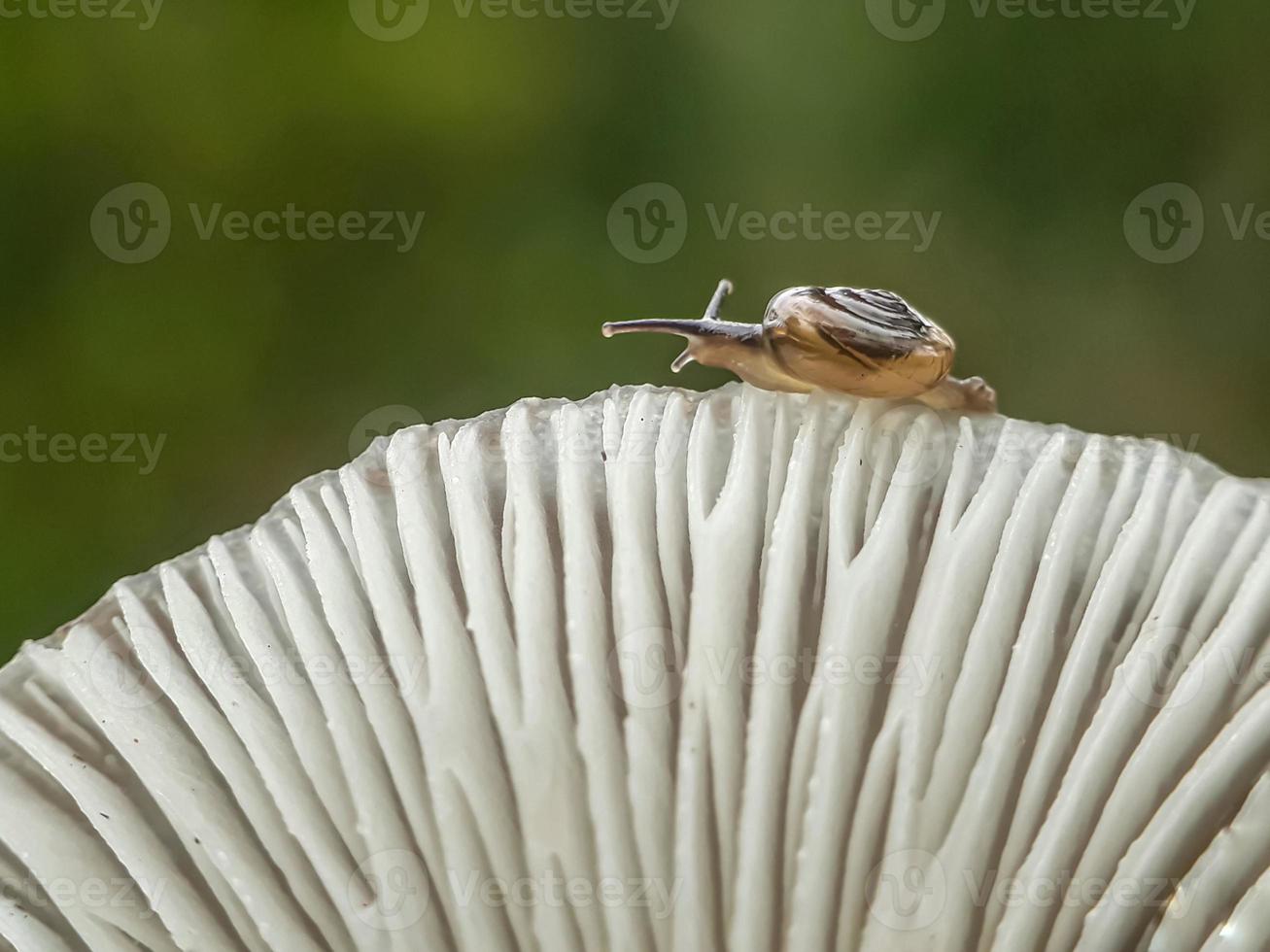 caracóis em cogumelos e libélulas contra um fundo natural foto