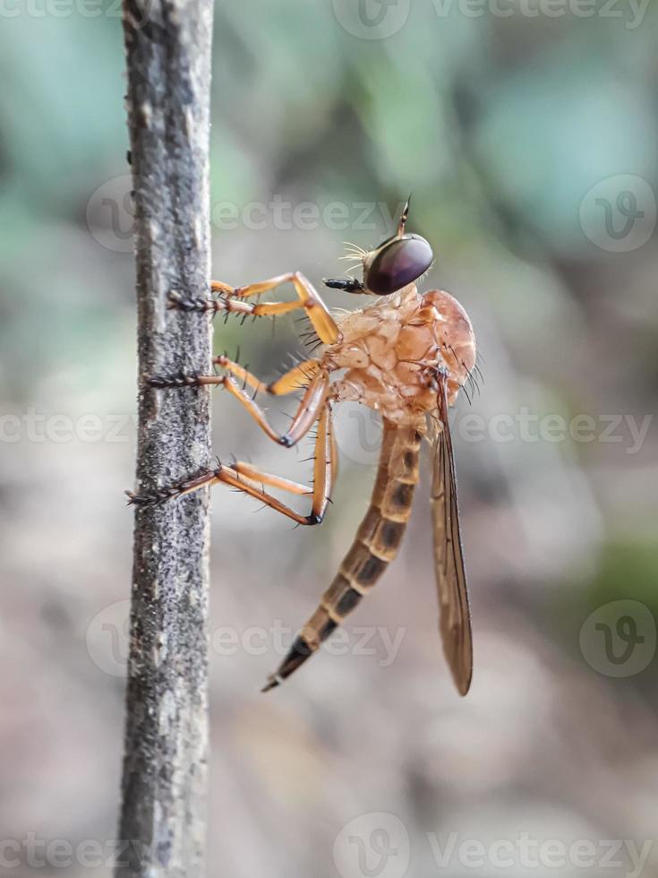 ouro robberfly em galhos com fundo natural foto