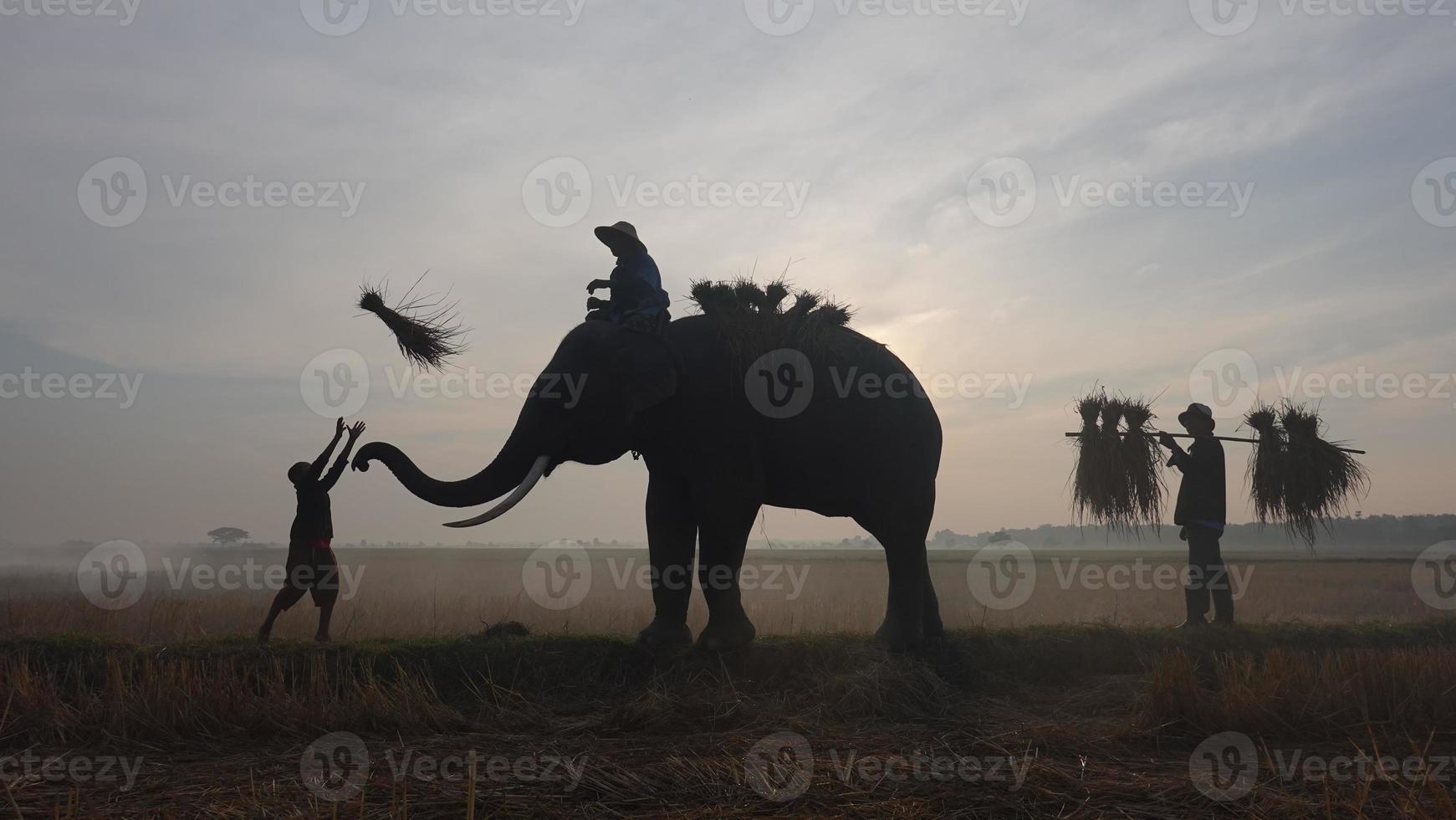 elefante de silhueta no fundo do pôr do sol, elefante tailandês em surin tailândia. foto